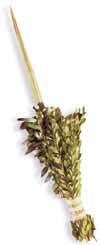 Lulav and Esrog order form